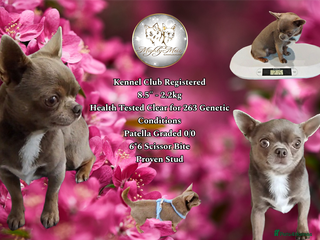 Chihuahua dogs KC reg - Health tested - PROVEN - Advert 7