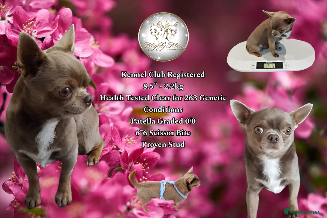 Chihuahua dogs for stud: KC reg-Health tested-PROVEN  - Advert 1