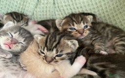 Munchkin cats for sale: Munchkin kittens for sale - Image 3