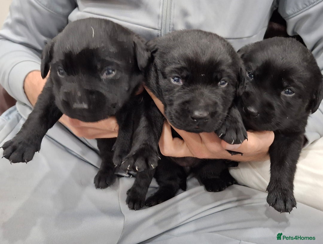Labrador Retriever dogs for sale: KC Registered Health Tested Labrador puppies - Advert 8