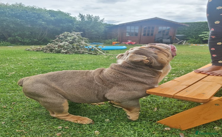 English Bulldog dogs - Advert 7
