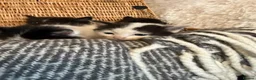 Ragdoll cats for sale: Ragdoll mix shorthair  - Advert 9