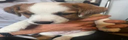 Jack Russell dogs for sale: 1 beautiful boy Jack Russell left  - Advert 6