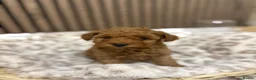 Maltipoo dogs for sale: 3 boy maltipoos  in Slough - Advert 11