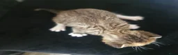 Mixed Breed cats for sale: 3 kittens - Advert 4