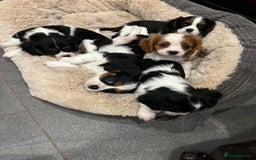 Cavalier King Charles Spaniel dogs for sale: Stunning Cavalier Puppies - Image 1
