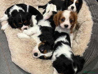 Cavalier King Charles Spaniel dogs for sale - Advert 1