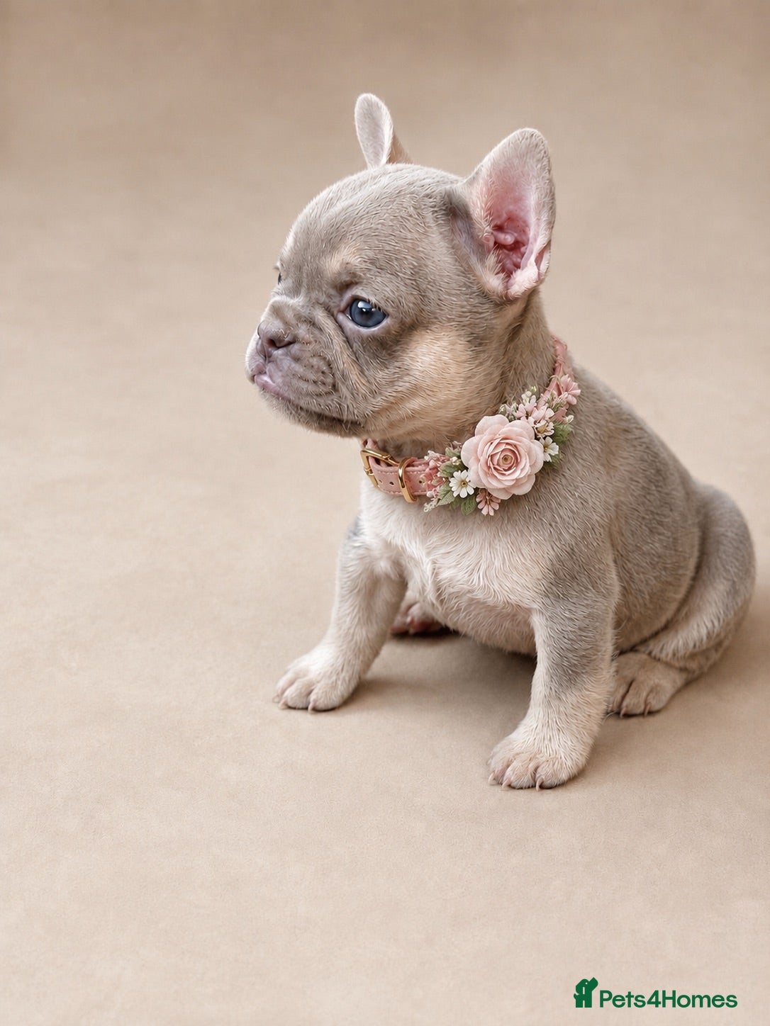 French Bulldog dogs Gorgeous French girls available  - Advert 1