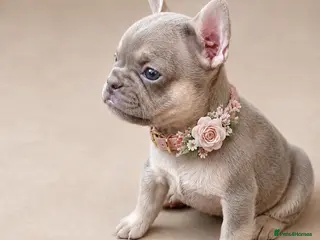 French Bulldog dogs Gorgeous French girls available - Advert 1