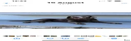 Labrador Retriever dogs for sale: Stunning KC Pedigree Silver Labrador Puppies - Advert 7