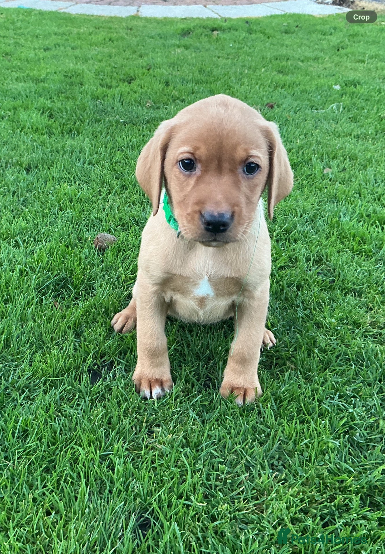 Labrador Retriever dogs LABRADOR PUPS. KC REG & COUNCIL LICENSED. 0%ROI - Advert 1