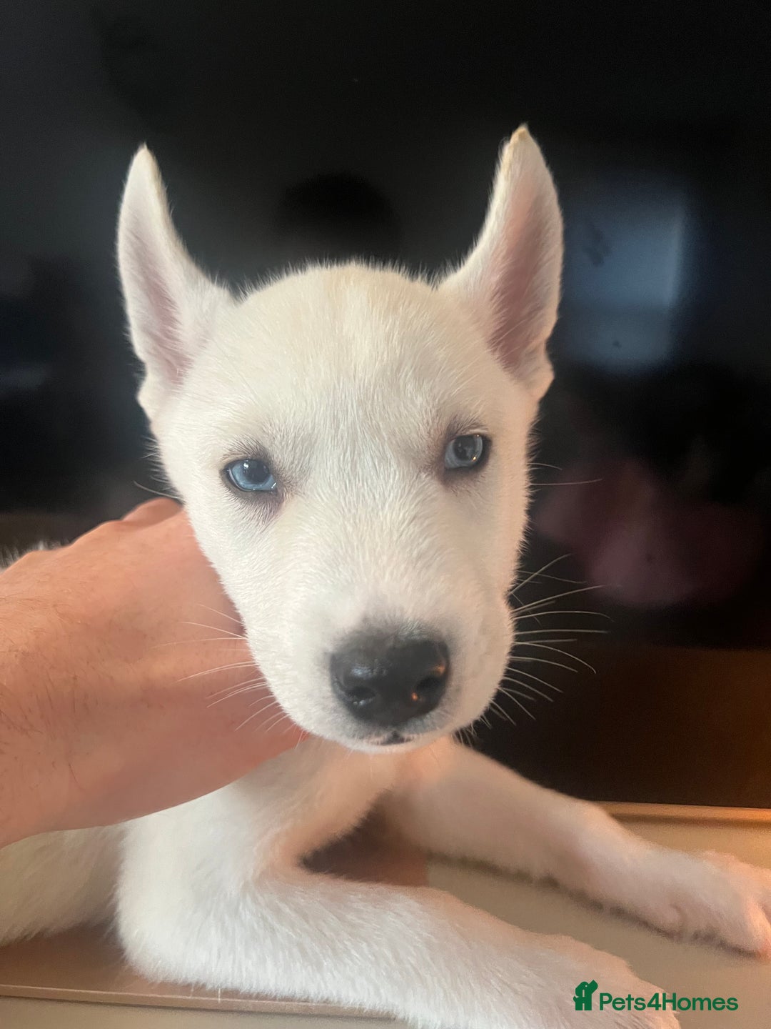 Siberian Husky dogs for sale: White husky puppies  - Advert 3