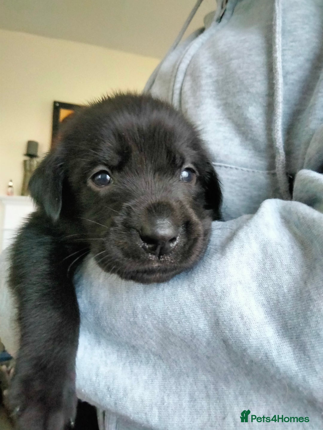 Labrador Retriever dogs for sale: KC Registered Labrador Retriever Puppies in Ross-on-Wye - Image 9