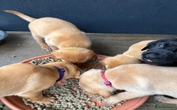 Labrador Retriever dogs for sale: Red fox labradors - Image 8