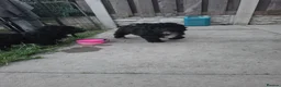 Poochon dogs for sale: 2 beautiful poochon puppys black n white for sale  - Advert 5