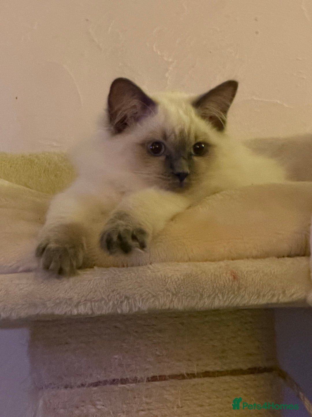 Ragdoll cats for sale: Beautiful ragdoll - Advert 7