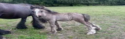 Irish Cob horses for sale: Titch & Rocky in Cwmbran - Advert 10