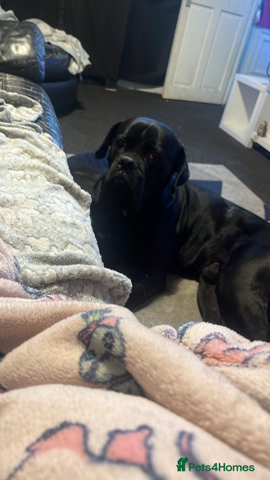 Cane Corso dogs for adoption: Male cane corso in Chester-le-Street - Image 3