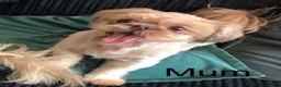Shih Tzu dogs for sale: Miniature Shih Tzu Puppies  - Advert 4