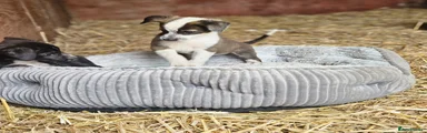 Mixed Breed Puppy 7