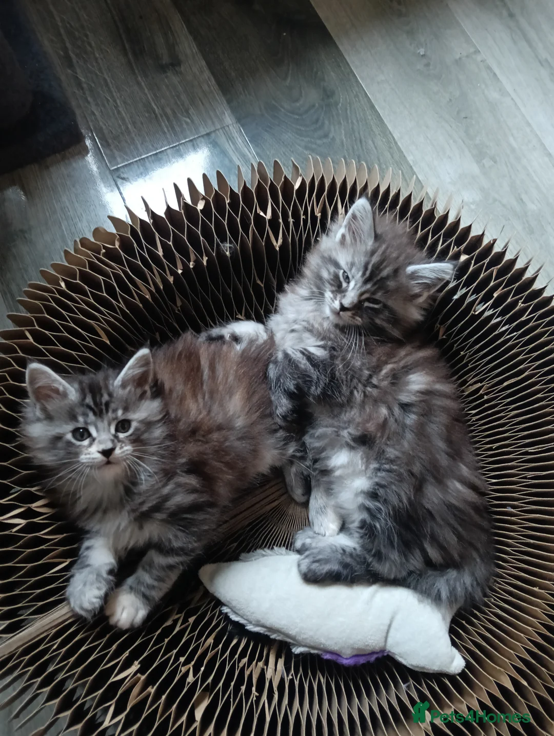 Maine Coon cats for sale: Maine coon kittens  - Advert 11