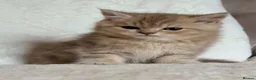 British Shorthair cats for sale: GCCF, BSH kittens from health tested parents  - Advert 8