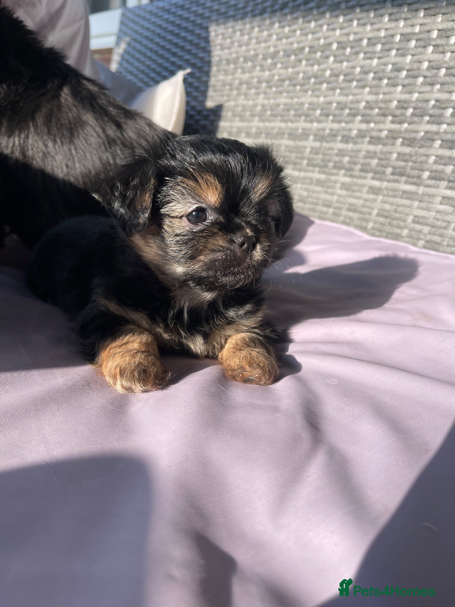 Mixed Breed dogs Shih Tzu x Maltese puppies  - Advert 6