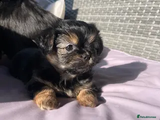 Mixed Breed dogs Shih Tzu x Maltese puppies - Advert 6