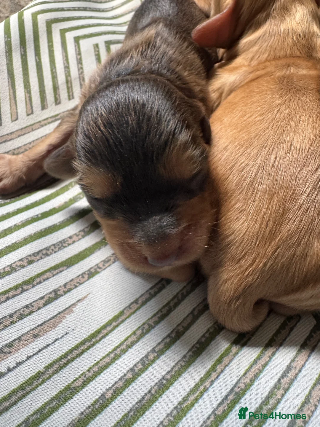 Cockapoo dogs for sale: DNA Tested F1 Miniature Cockapoo Puppies  - Advert 11