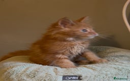 Maine Coon cats for sale: Pedigree Maine coon kittens READY NOW - Image 9