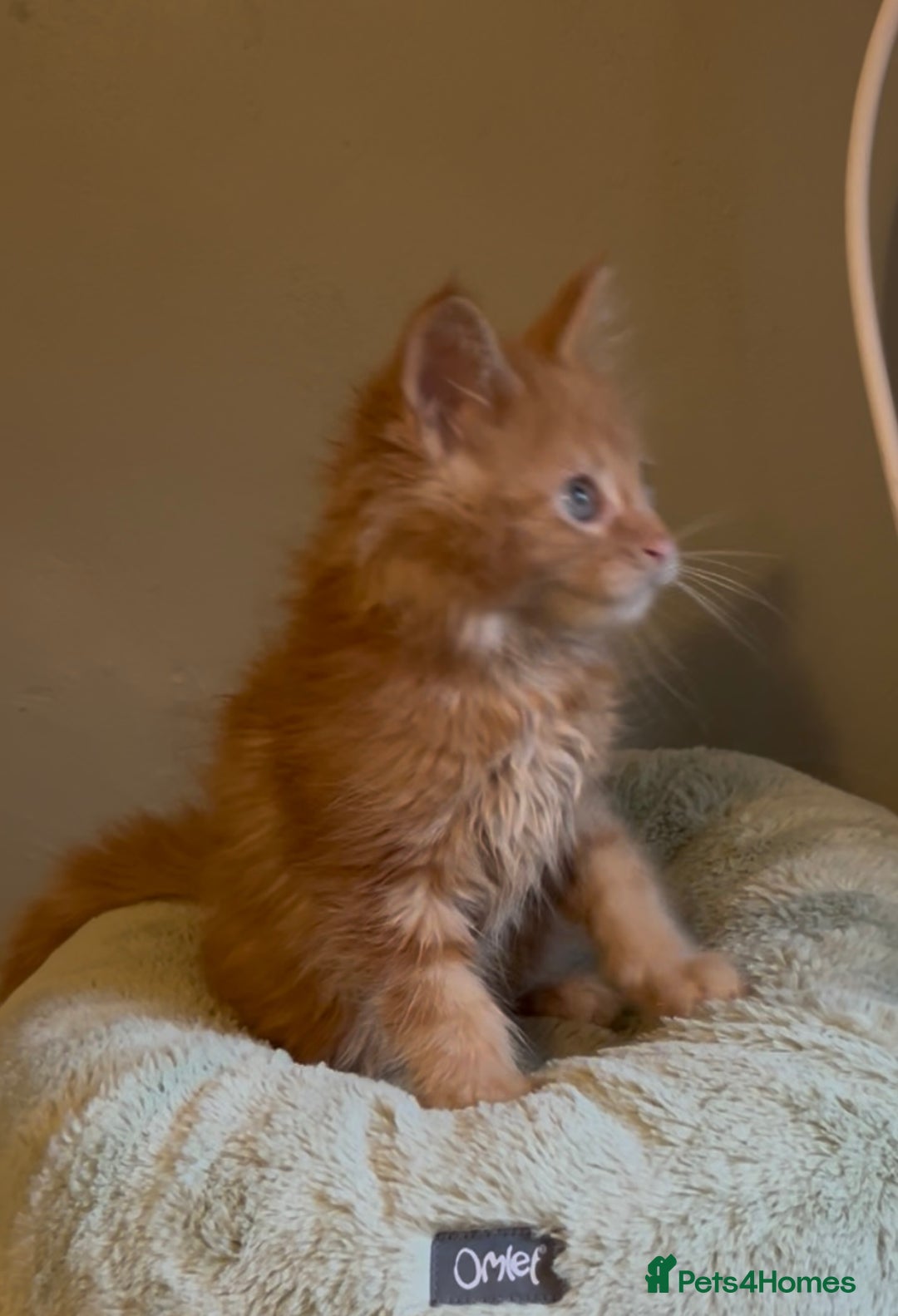 Maine Coon cats for sale: Pedigree Maine coon kittens READY NOW - Image 9