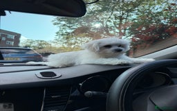 Maltese dogs for sale: Maltese puppies  - Image 21