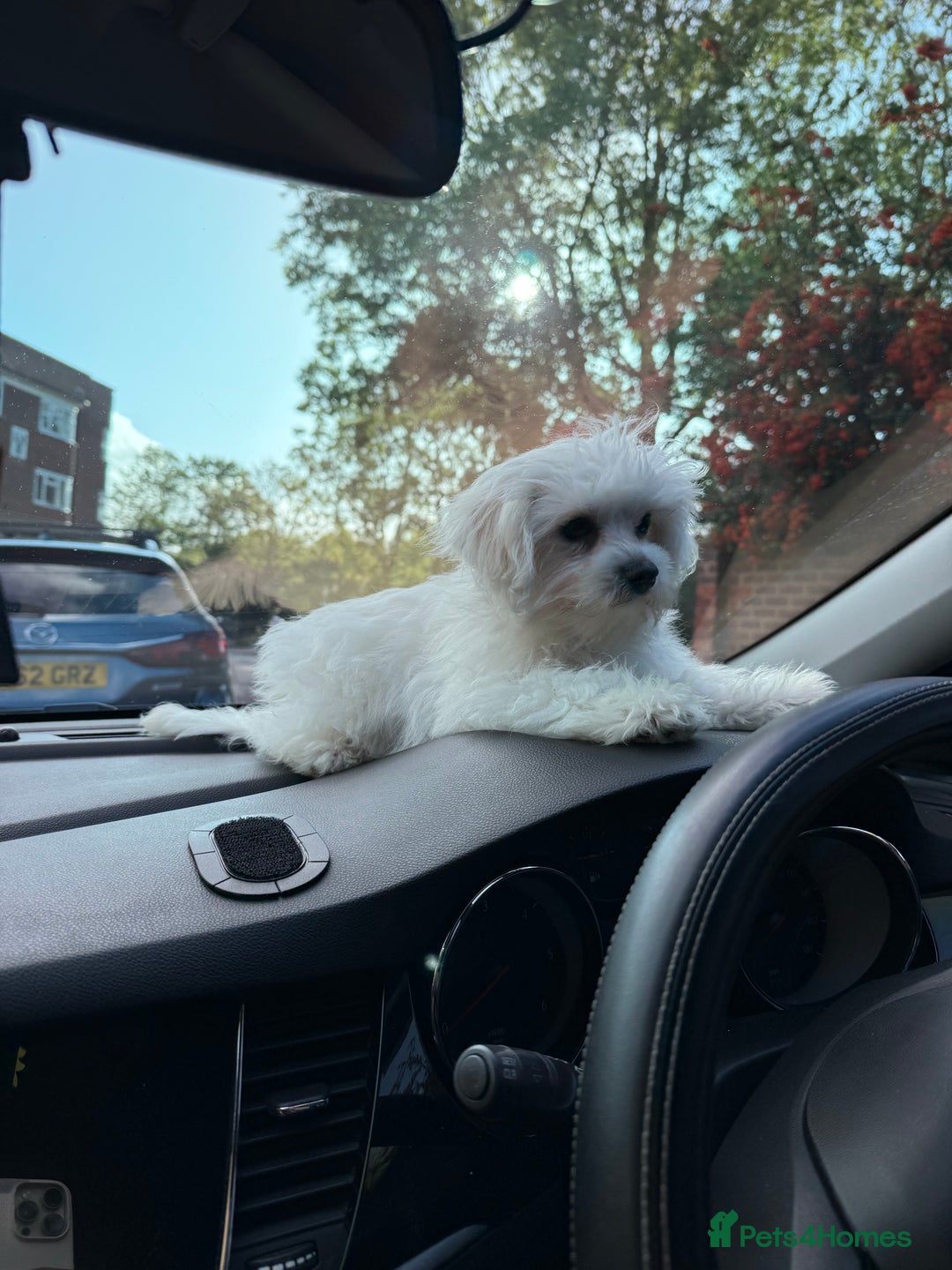 Maltese dogs for sale: Maltese puppies  - Image 21