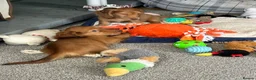 Miniature Dachshund dogs for sale: Shaded red longhaired boy and girl - Advert 7