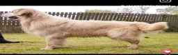 Golden Retriever dogs for sale: 5* Golden Retriver puppies in Wisbech - Advert 13
