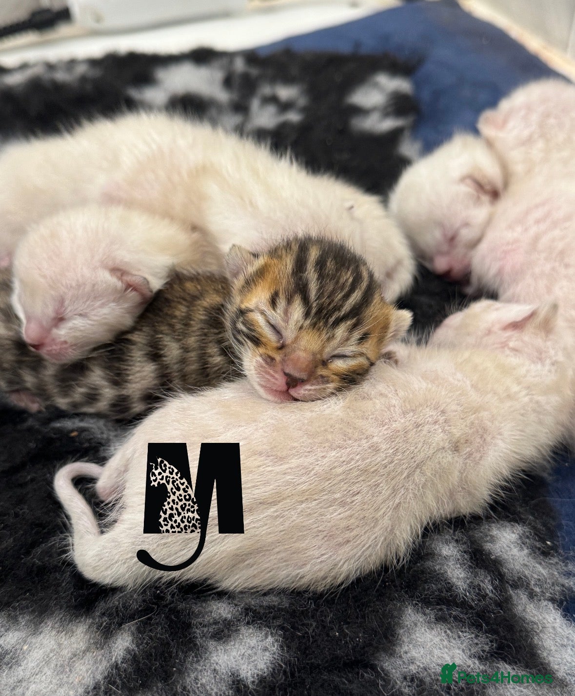 Bengal cats Snow Lynx Bengal Kittens Available for Reservation - Advert 1