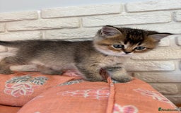 Scottish Fold cats for sale: Scottish fold pedigree kittens - Image 16