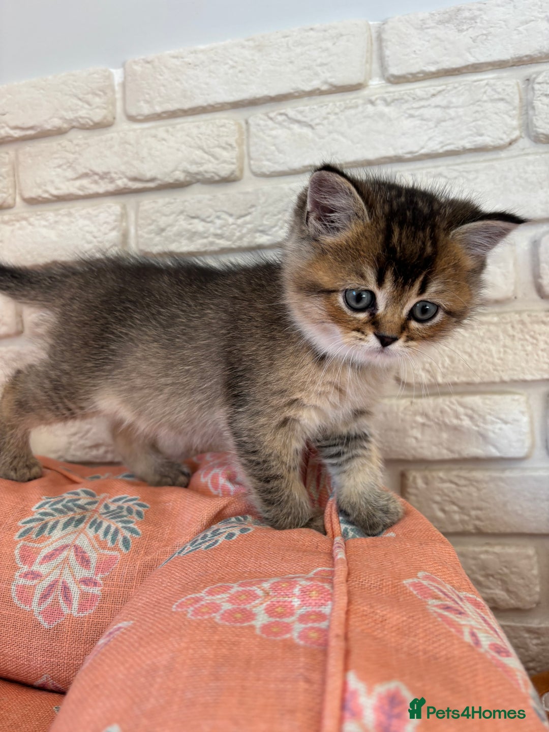Scottish Fold cats for sale: Scottish fold pedigree kittens - Image 16
