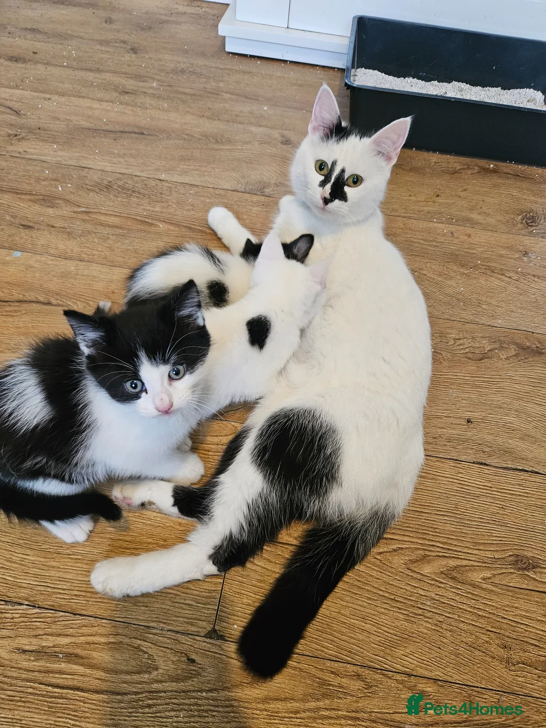 Mixed Breed cats for sale: 3 friendly loving kittens - Advert 5