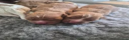Cocker Spaniel dogs for sale: KC, Docked legally working Cocker Spaniels - Advert 13