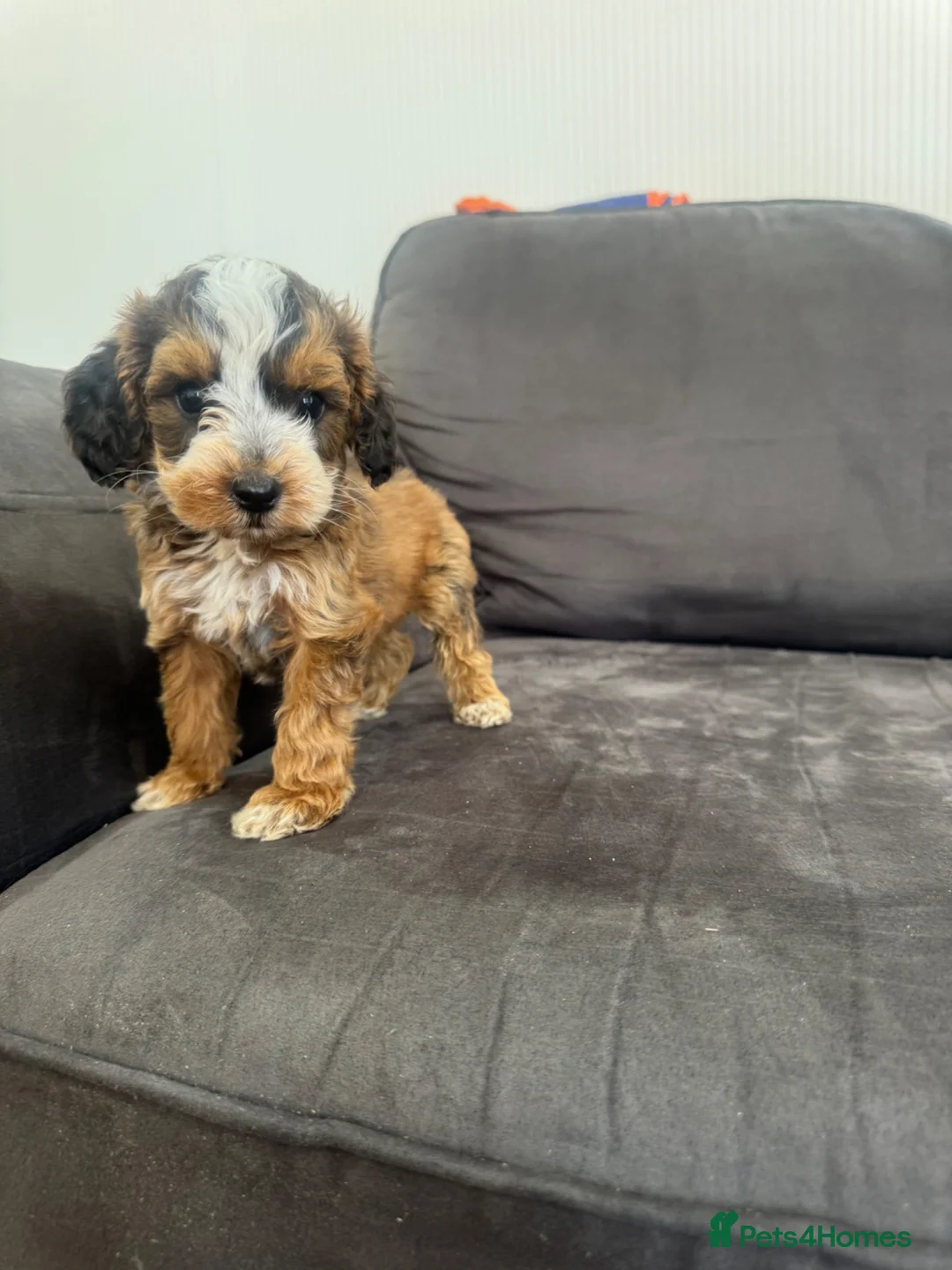 Cockapoo dogs for sale: 7 beautiful cockapoo in Stourport-on-Severn - Advert 13