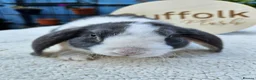 Mini Lop rabbits for sale: Purebred Mini Plush Lops- Suffolk - Advert 10