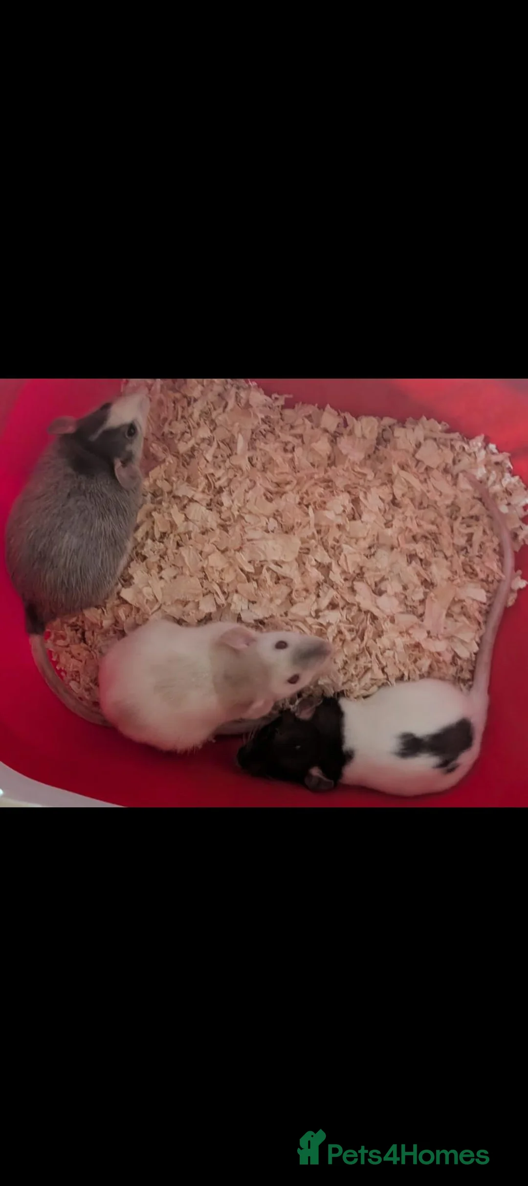 Rat rodents for sale: Beautiful juvenile rats - girls - Advert 3