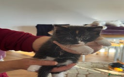 British Shorthair cats for sale: It’s a British short hair  - Image 17
