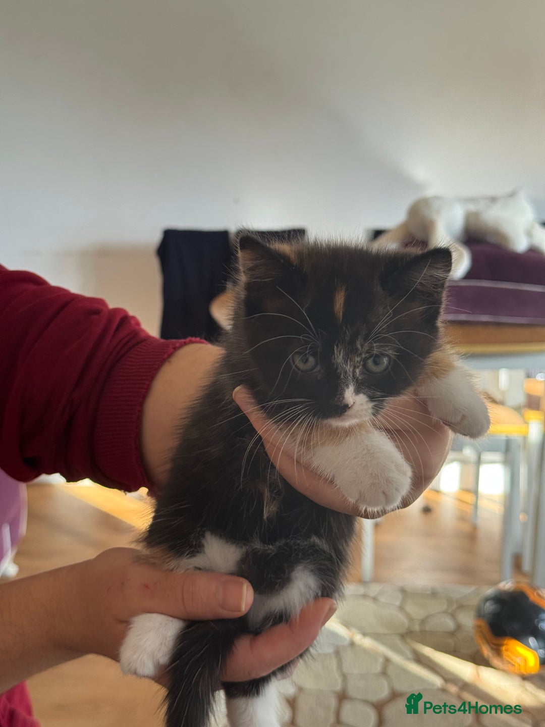 British Shorthair cats for sale: It’s a British short hair  - Image 17