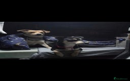 Mixed Breed dogs for sale: Polly 7 years old - Image 3