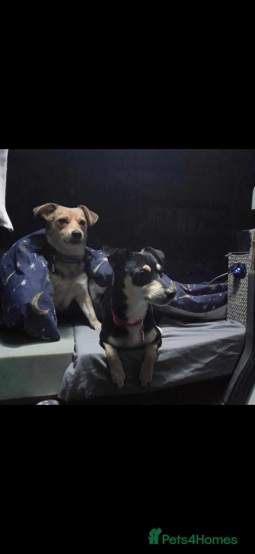 Mixed Breed dogs for sale: Polly 7 years old - Image 3
