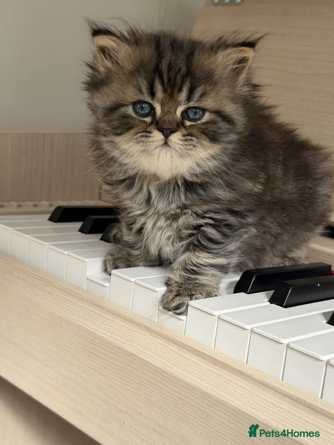 Persian cats for sale: !!!💎Three Precious Persian Boys💎✨✨ - Advert 1