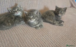Mixed Breed cats for sale: Beautiful kittens  - Image 5