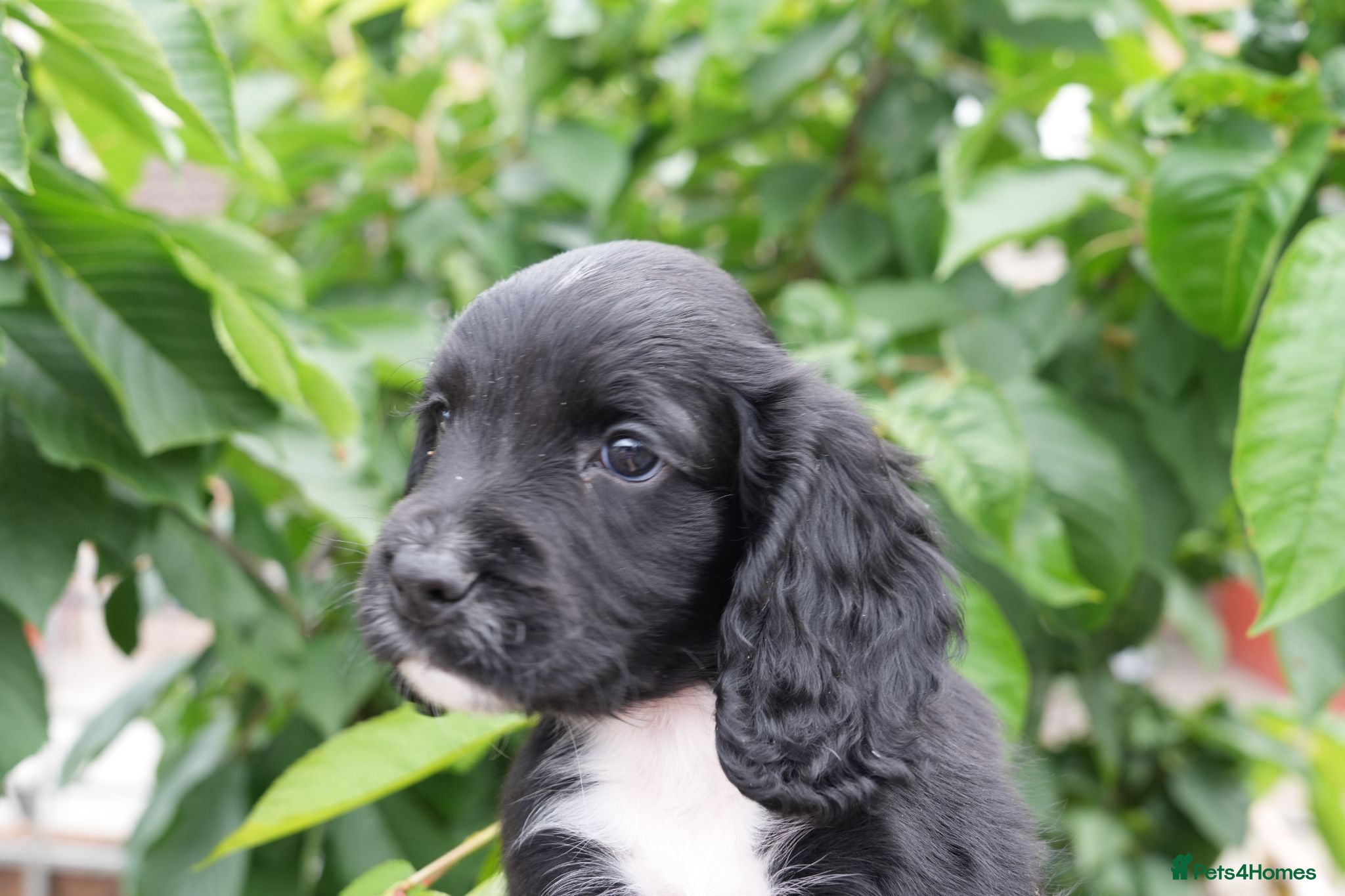 Cocker Spaniel dogs  Black male working cocker kc reg health tested - Advert 11
